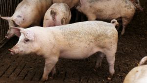 Dyrevelfærdsloven sætter betingelser for danske dyr. Men i praksis er det for nemt at omgå de gode intentioner