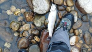 Denuncian la aparición de truchas muertas por un nuevo vertido (el segundo en seis meses) al río Nalón en San Martín del Rey Aurelio