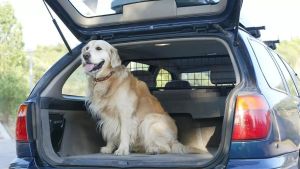 El auge de las mascotas: de la pandemia a la moda