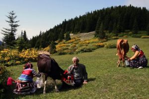 Süt sanayicisi destekleniyor, süt üreticisi kaderine terk ediliyor