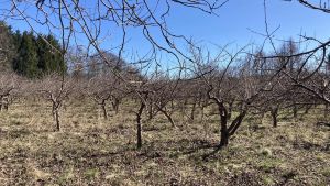 Byg­ge­ri i den gamle æb­le­plan­ta­ge? Det er en kniv i ryg­gen på natur og bi­o­di­ver­si­tet