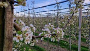 Von Klassikern bis zu Exoten: Warum der Bodensee die ideale Obstregion ist