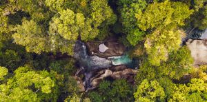 Turning debt into forests: the finance tool making a comeback