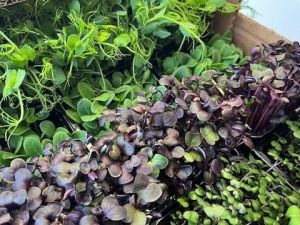 Microgreens, le piantine si portano tavola. Per mangiarle