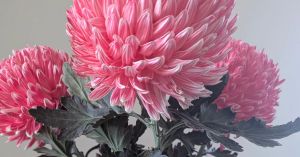 Why Micro Moments of Beauty Matter in an Uncertain World