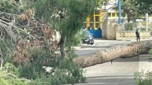 Muore ragazzina di 12 anni travolta da un albero