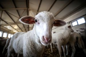 Miss Maple ermittelt in „Widdersehen“ und setzt auf Wollidarität