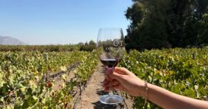 Roteiro exclusivo: 14 vinícolas para visitar e se encantar no Chile