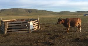 Cows Are Smarter Than You Think