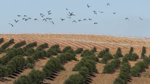 Mais Saramugos e menos Saramagos!