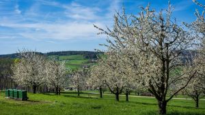 Blüten fürs Gemüt