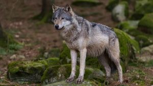 Inseguita da un lupo in centro: “Esperienza terrificante”. Ma sui social la prendono in giro