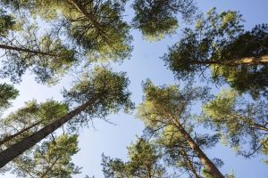 Lukijan mielipide: Viimeiset ikimetsät on säästettävä – Metsätalous ei voi mennä kaiken edelle