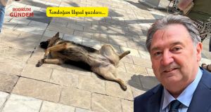 Bodrum’un Sessiz Ev Sahipleri: Korku mu, Şefkat mi?