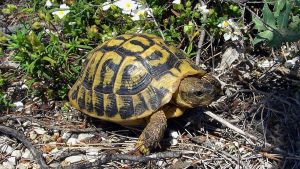 Cassolnovo, 13 tartarughe protette abbandonate in una scatola: indaga la forestale