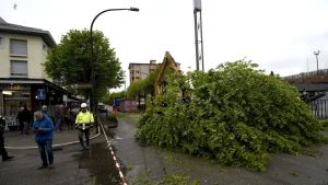 Belluno: iniziato il taglio dei primi 40 tigli di via Feltre