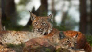 Sköt ihjäl lodjur – en miljon i skadestånd