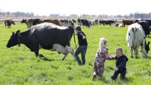 Kabinet geeft subsidie aan veehouders die drie jaar lang minder koeien houden