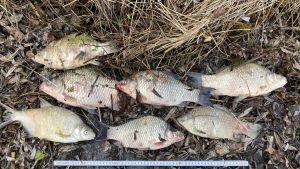 Tote Fische am Bodenseeufer entdeckt – waren sie auf der Flucht vor Kormoranen?