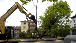 Belluno: in via Feltre abbattuti i primi 40 tigli