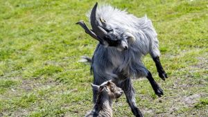 Efter kri­tik af mang­len­de triv­sel: Sådan vil Ran­ders sikre bedre dy­re­vel­færd