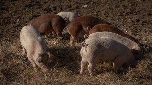 Vi kalder os mennesker - humane. Men er vi det? Eller er vi det kun efter eget behag?