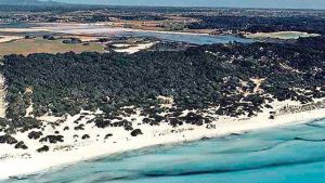 El convoluto de Campos (PP de Prohens) quiere urbanizar es Trenc