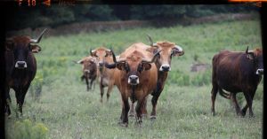 Asfixian o noso sector lácteo