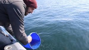 Fischbrutanstalt setzt 1,5 Millionen Felchenbabys im Bodensee aus – ob sie überleben, ist unklar
