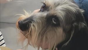 Pimpa entra in ospedale e riabbraccia la padrona: a Piove di Sacco parte il “pet visiting”