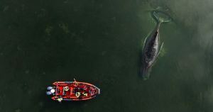 Nicht immer gibt es ein Happy End