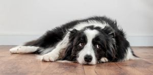 How to tell if your dog is in pain (and what to do if they are)