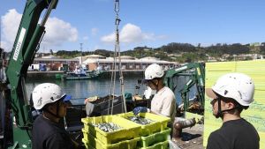 Gijón recibe su primera descarga de bocarte de la temporada tras un último balance de récord