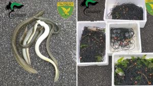 Catturava illegalmente anguille, pescatore denunciato per bracconaggio