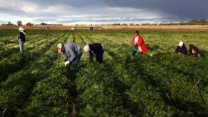 La fabbrica degli schiavi? Era nel Bresciano: immigrati retribuiti 1,50 euro l’ora e costretti a pagare a peso d’oro i permessi di soggiorno