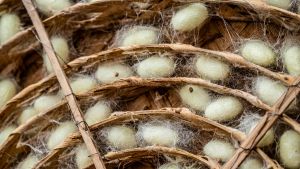 Cocooning By Way Of The Tdap Vaccine – OpEd