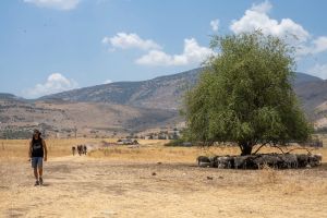 Shepherds without borders: In biblical Israel’s war zone, flocks traversed contested lands