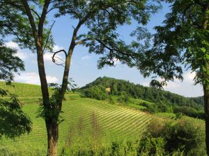 Vicara, tutte le espressioni del Grignolino