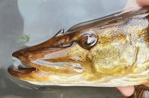 Er økosystemet i Tanavassdraget i fare nå?