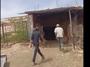 Settlers try to steal Palestinian-owned sheep in Hebron Hills as West Bank violence soars