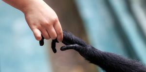 Las derechas y las izquierdas: todos quieren a Darwin en sus filas