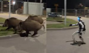 (VIDEO) Humanoidni robot brani Varšavo pred divjimi prašiči