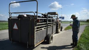 Staatssecretaris wil landelijk verbod op veetransporten bij temperaturen boven de 30 graden