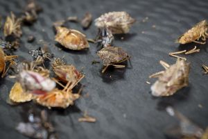 Développée à Lacq, M2i Group propose une solution contre les punaises diaboliques