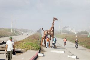 S.F.’s Sunset Dunes park is thriving a year in, but its future could be in doubt