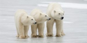 The Port of Churchill’s expansion is inevitable, but destroying polar bear habitat is not