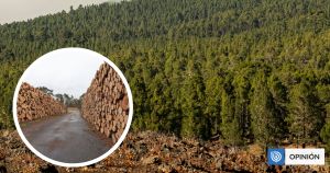 D.L. 701: ¿Subsidio, política pública o el mejor negocio del Estado chileno?