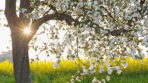Frühlingsgefühle: Wenn unsere Wahrnehmung Heuschnupfen hat