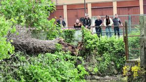 A Treviso ogni giorno viene abbattuto un albero a rischio, Manera: «Puntiamo al pericolo zero»