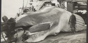 How whaling evolved from its Basque origins into a vast global business